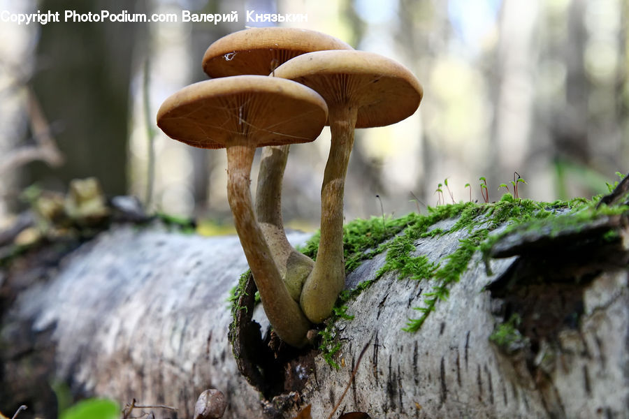 Agaric, Amanita, Fungus, Mushroom, Plant, Soil, Moss