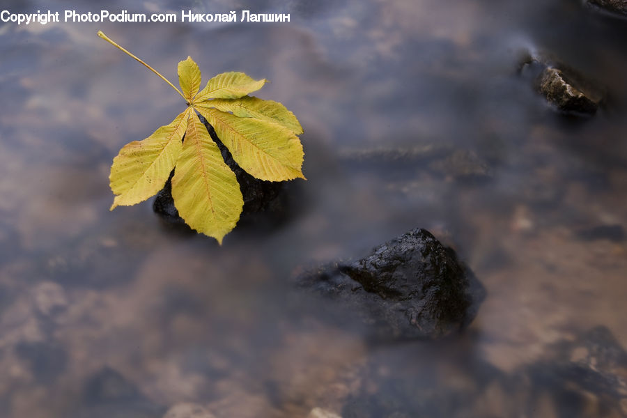 Oak, Sycamore, Tree, Tree Trunk, Wood, Maple, Maple Leaf