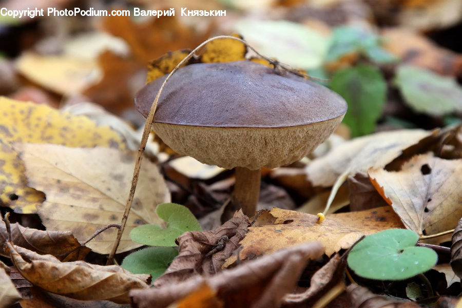 Agaric, Amanita, Fungus, Mushroom, Plant, Pot, Pottery