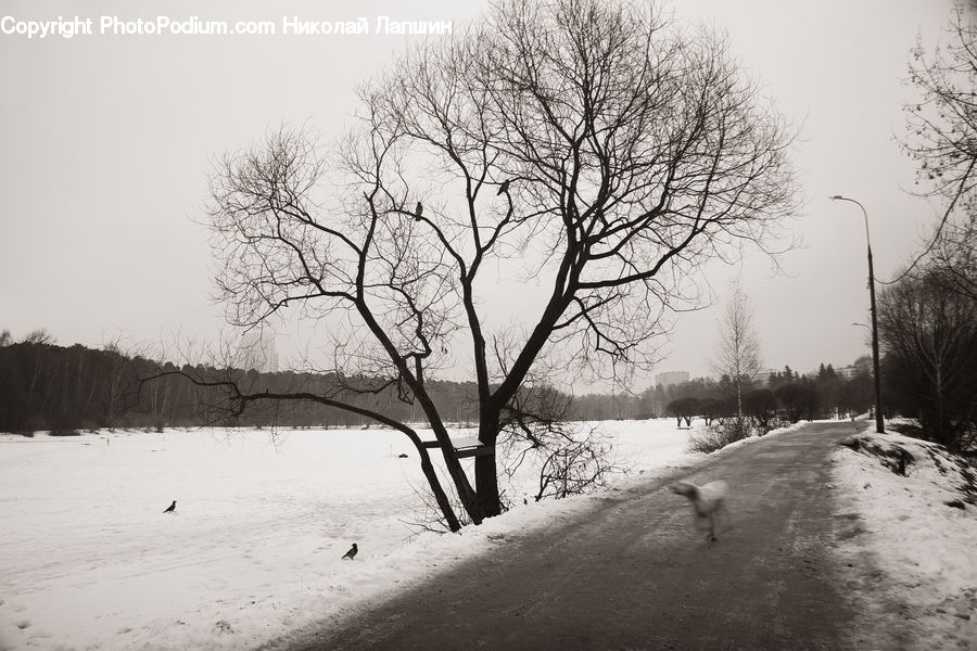 Ice, Outdoors, Snow, Plant, Tree, Countryside, Path