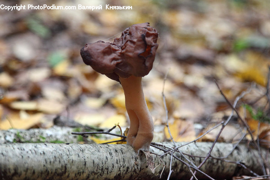 Agaric, Amanita, Fungus, Mushroom, Plant, Blossom, Flora