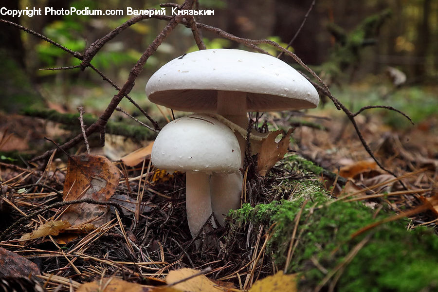 Agaric, Amanita, Fungus, Mushroom, Plant, Acorn, Seed