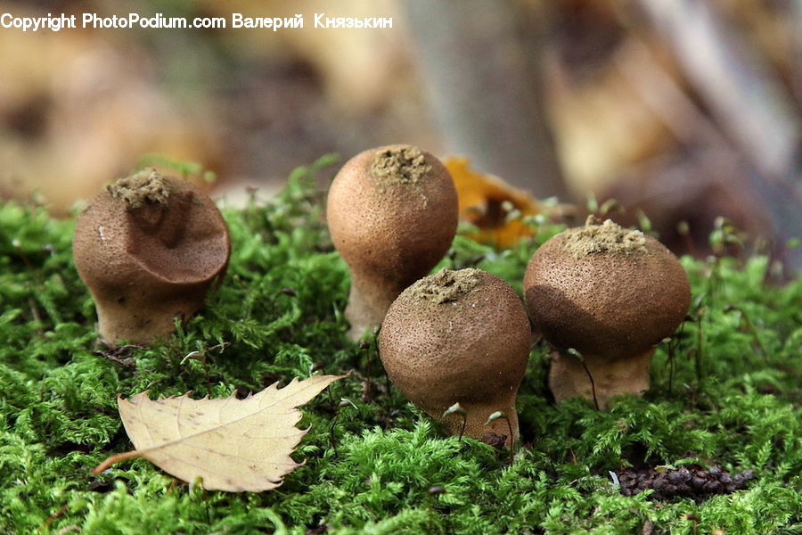Agaric, Amanita, Fungus, Mushroom, Plant, Acorn, Seed