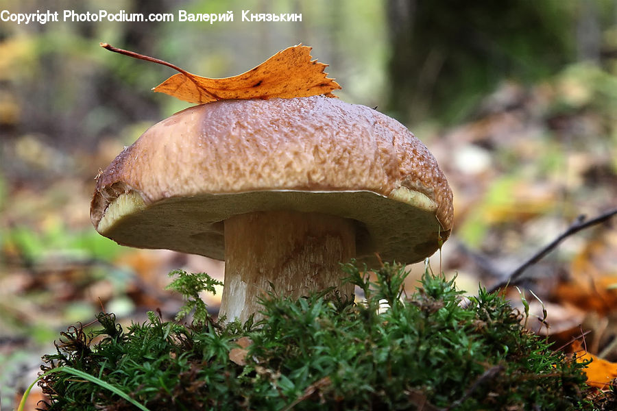 Agaric, Amanita, Fungus, Mushroom, Plant, Fern, Herbal