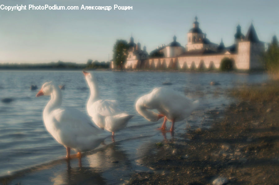 Boat, Watercraft, Bird, Goose, Waterfowl, Seagull, Castle