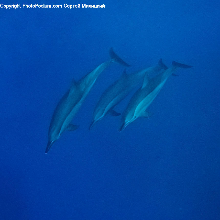 Animal, Dolphin, Fish, Sea Life, Outdoors, Sea, Water