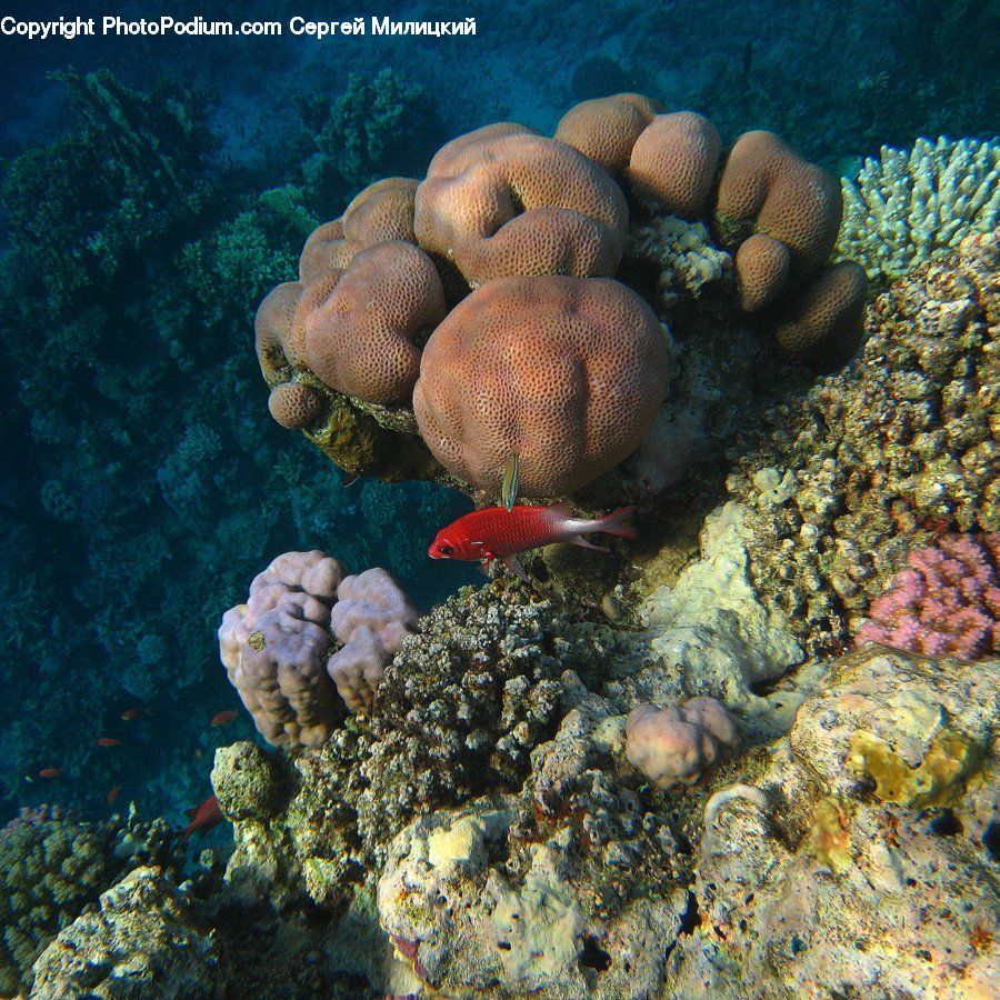Coral Reef, Outdoors, Reef, Sea, Sea Life, Water, Angelfish