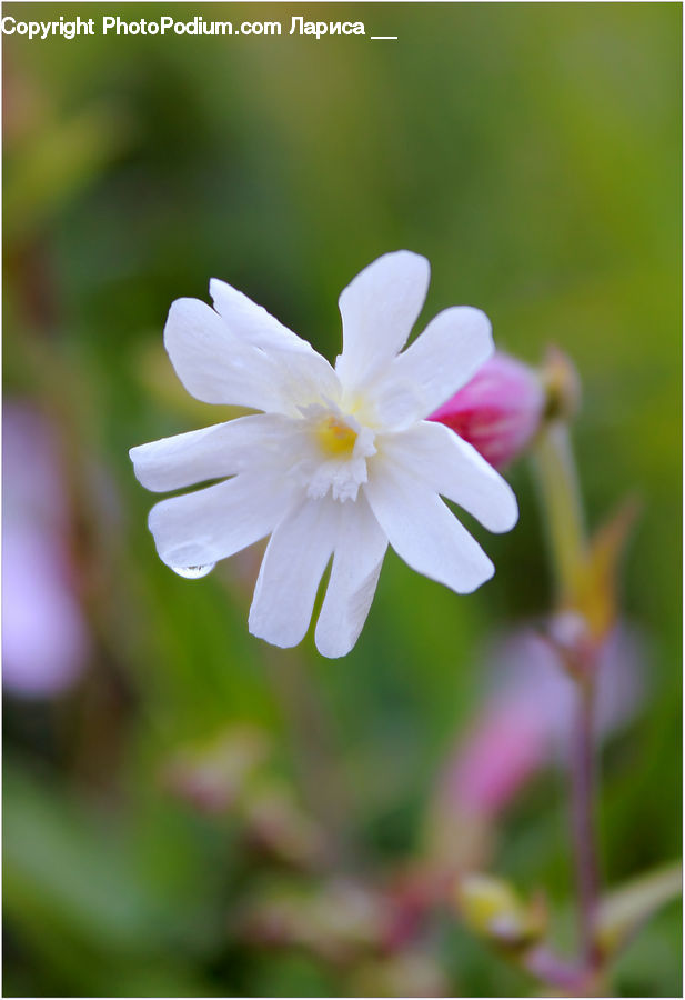 Blossom, Flora, Flower, Plant, Cosmos, Fiber, Flax