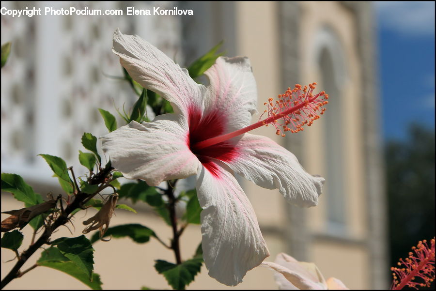 Flora, Flower, Hibiscus, Plant, Poppy, Blossom, Geranium