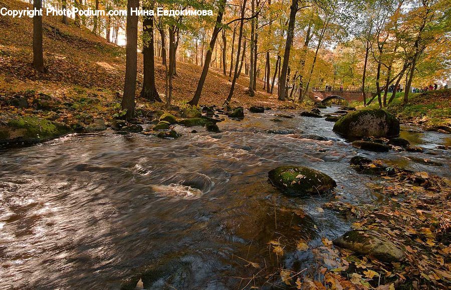 Creek, Outdoors, River, Water, Stream, Rock, Forest