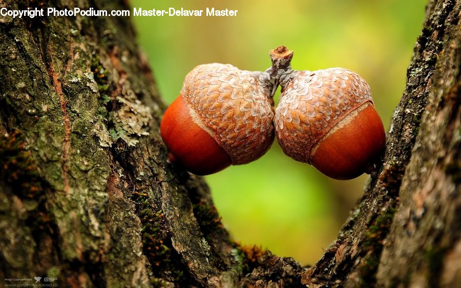 Acorn, Plant, Seed, Agaric, Amanita, Fungus, Mushroom