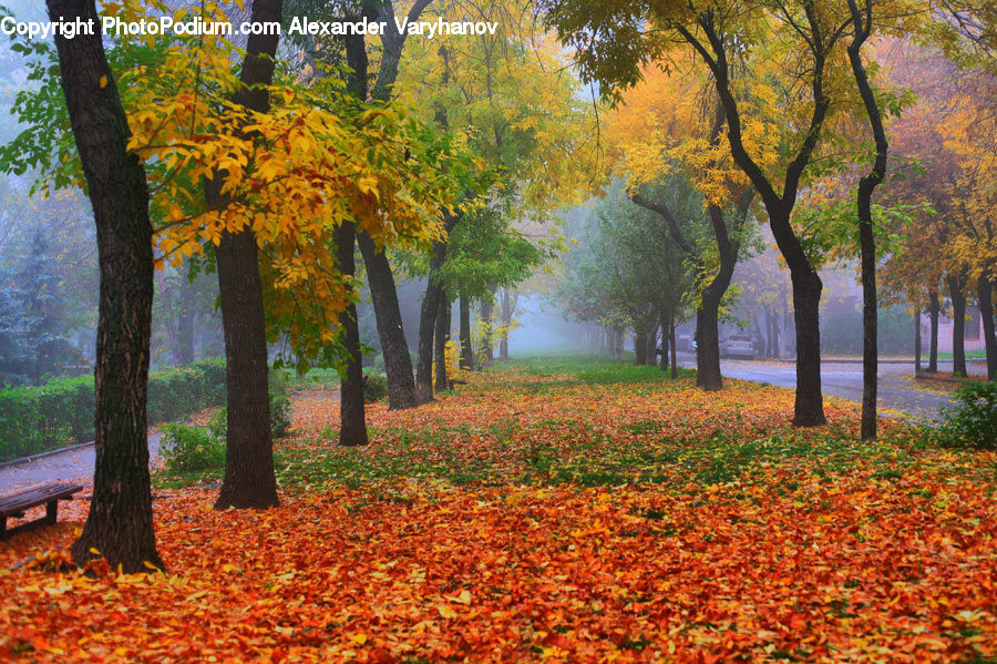 Bench, Maple, Tree, Wood, Plant, Forest, Grove