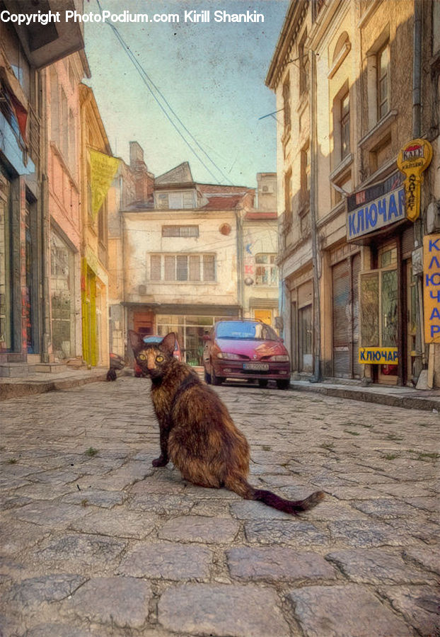 Animal, Cat, Mammal, Pet, Cobblestone, Pavement, Walkway