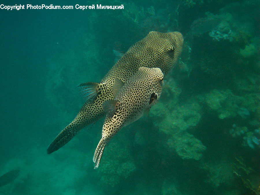 Fish, Sea Life, Puffer