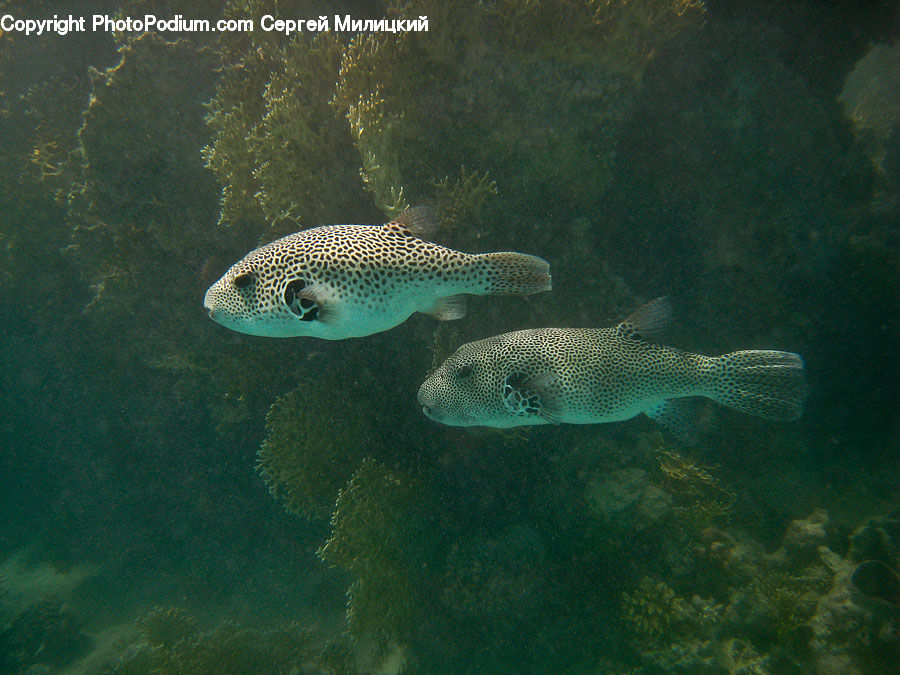 Fish, Sea Life