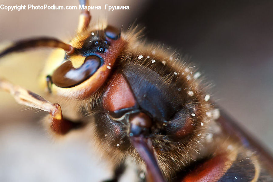 Bee, Insect, Invertebrate, Hornet, Wasp, Beak, Bird