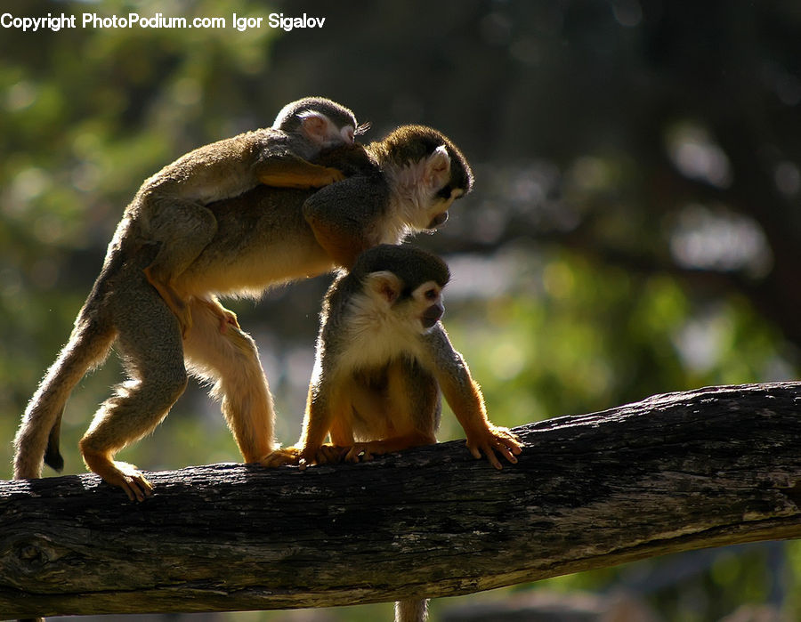 Animal, Mammal, Monkey, Baboon, Accipiter, Bird