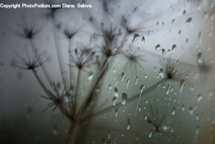 Dill, Plant, Weed, Blossom, Flora, Flower, Dandelion