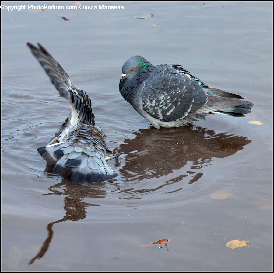 Bird, Pigeon, Dove, Goose, Waterfowl, Duck, Teal