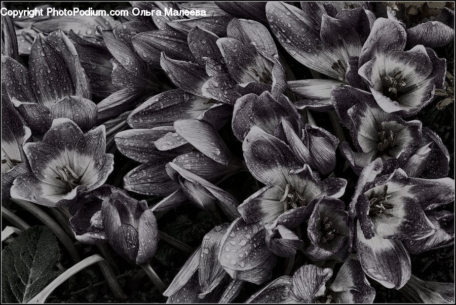 Produce, Vegetable, Plant, Blossom, Flora, Flower, Artichoke