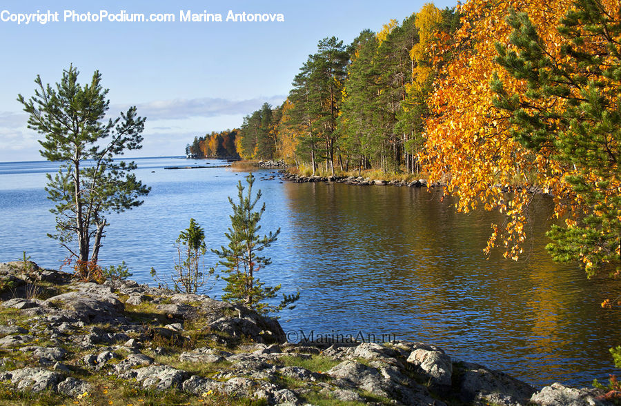 Lake, Outdoors, Water, Conifer, Fir, Plant, Tree