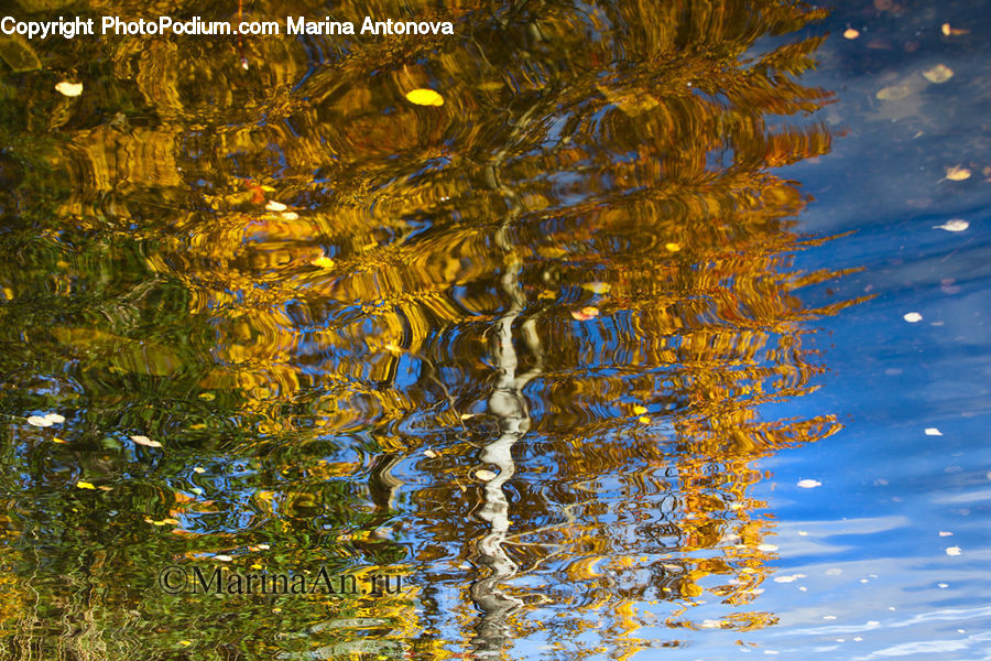 Outdoors, Ripple, Water, Birch, Tree, Wood, Blossom