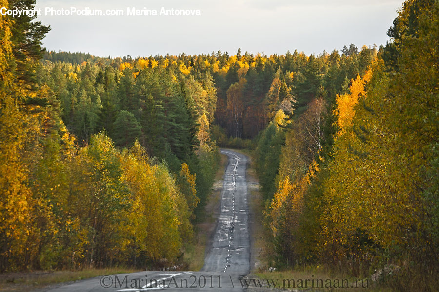 Dirt Road, Gravel, Road, Forest, Grove, Land, Conifer