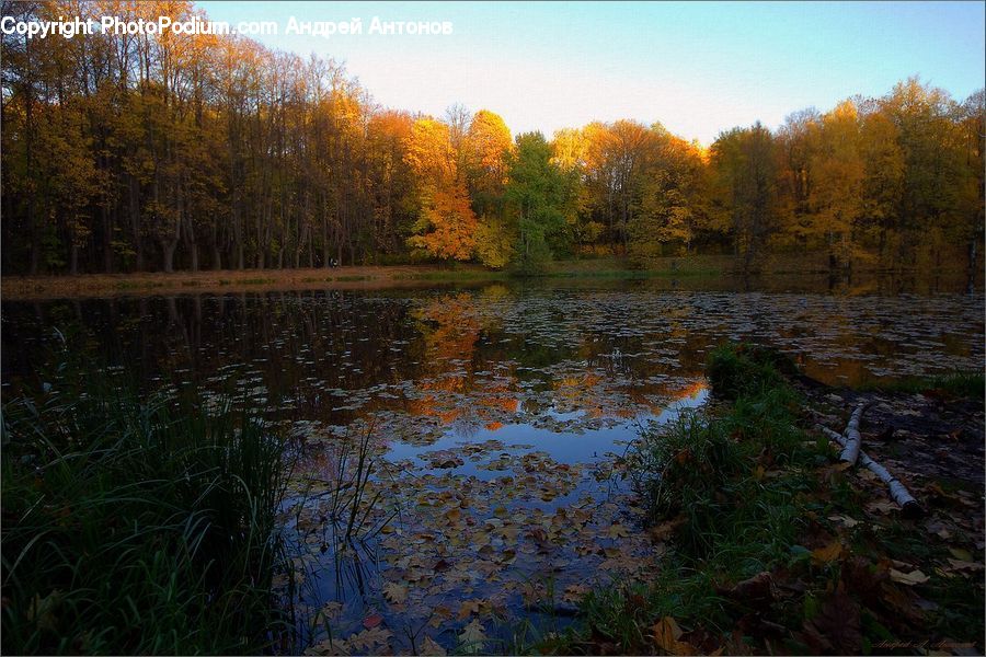 Plant, Potted Plant, Land, Marsh, Pond, Swamp, Water
