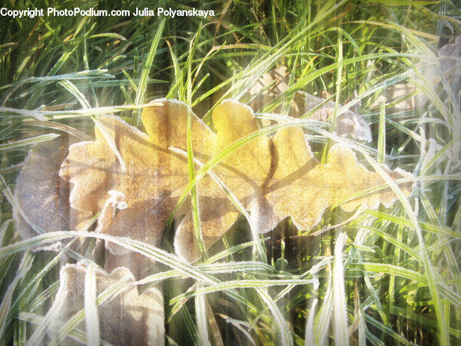 Field, Grass, Grassland, Plant, Blossom, Flora, Flower