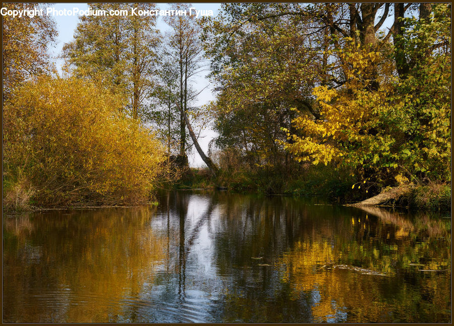 Outdoors, River, Water, Plant, Tree, Birch, Wood