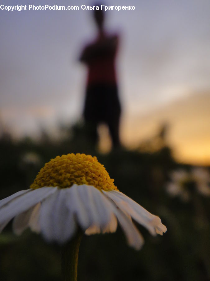 Daisies, Daisy, Flower, Plant, Blossom, Flora, Mimosa