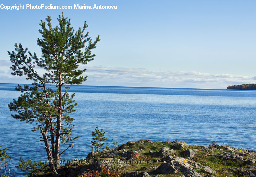 Coast, Outdoors, Sea, Water, Conifer, Fir, Plant
