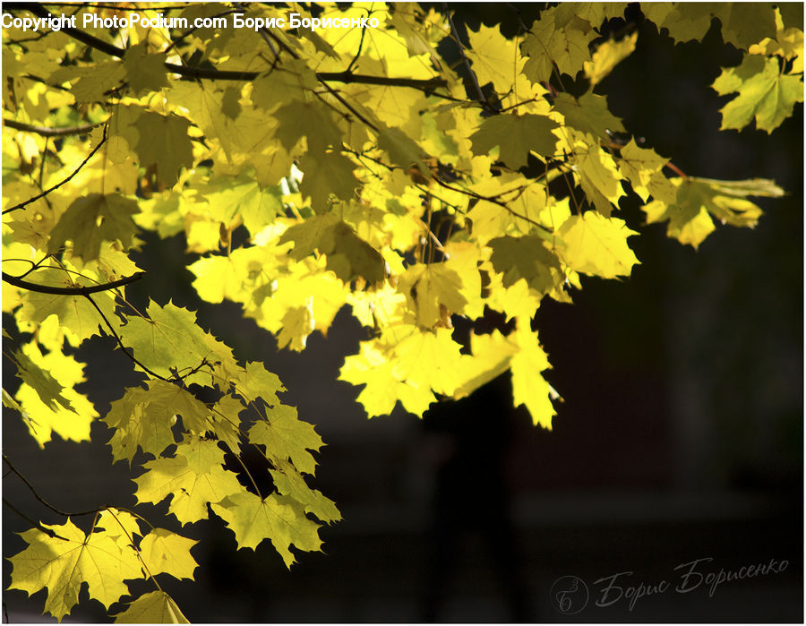 Maple, Maple Leaf, Plant, Tree, Wood, Vine, Blossom