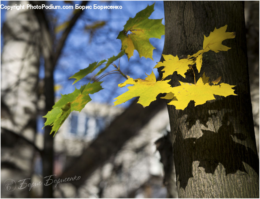 Maple, Maple Leaf, Plant, Birch, Tree, Wood, Bird