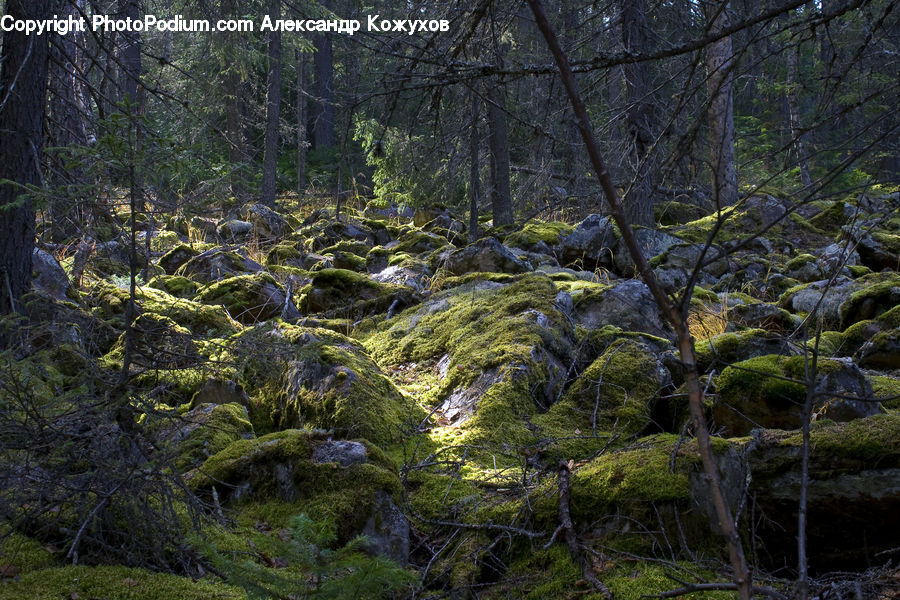 Conifer, Fir, Plant, Tree, Forest, Vegetation, Jungle
