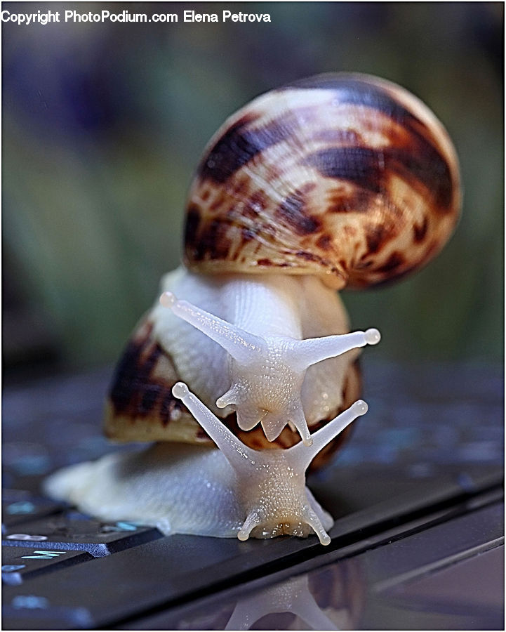 Conch, Invertebrate, Sea Life, Seashell, Figurine