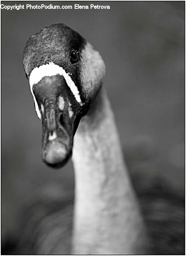 Beak, Bird, Head, Portrait