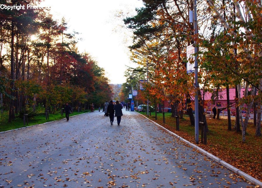 Plant, Potted Plant, Tree, Path, Road, Walkway, Exercise