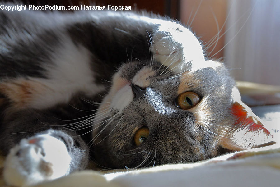 Animal, Cat, Kitten, Mammal, Pet, Manx