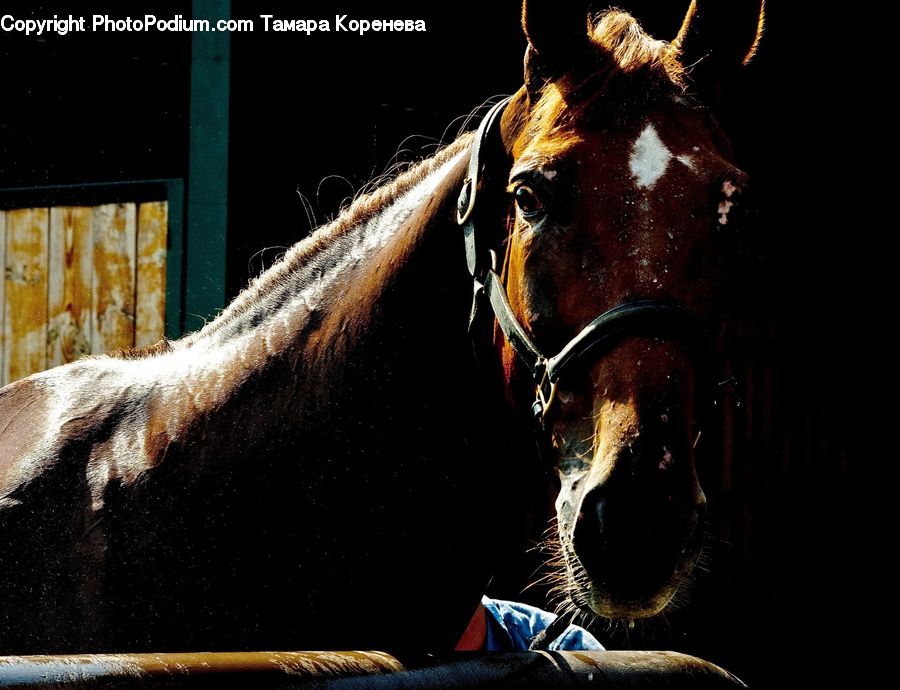 Animal, Horse, Mammal, Stallion, Night, Outdoors, Colt Horse