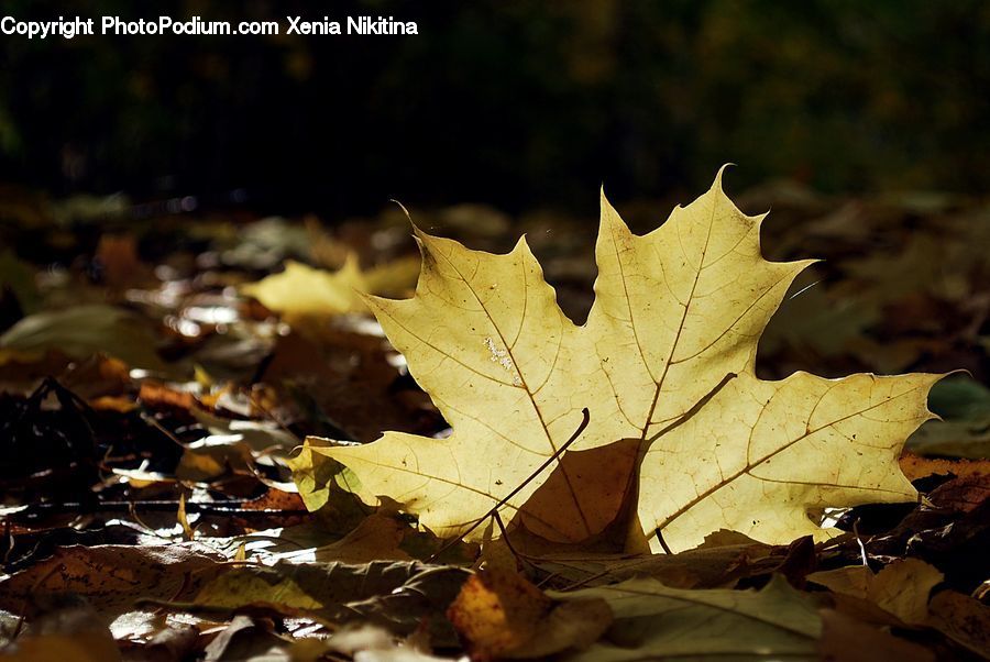Maple, Maple Leaf, Plant, Oak, Sycamore, Tree, Tree Trunk