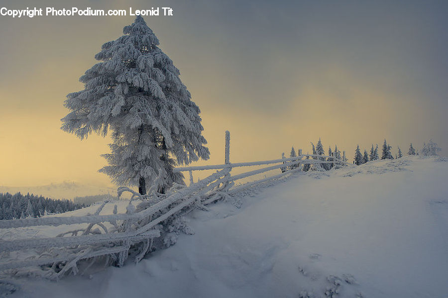 Arctic, Snow, Winter, Conifer, Fir, Plant, Tree