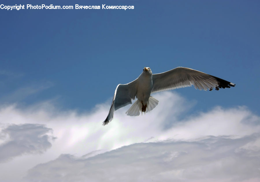 Bird, Seagull, Booby, Kite Bird, Eagle, Hawk, Dove