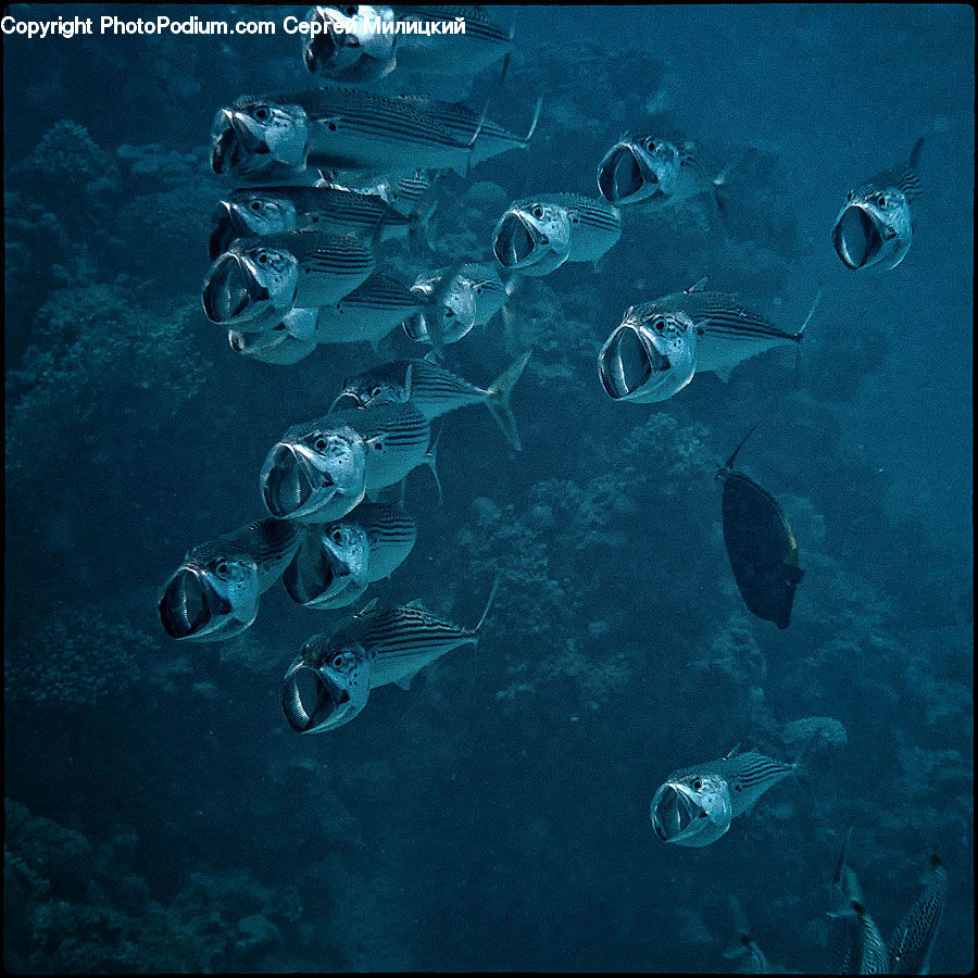 Fish, Sea Life, Coral Reef, Outdoors, Reef, Sea, Water