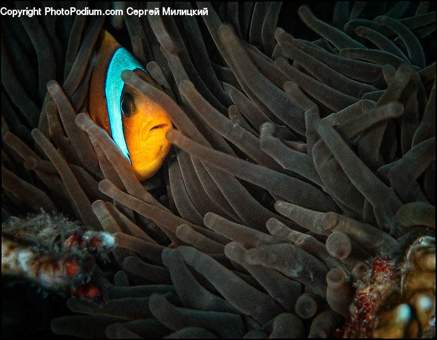 Coral Reef, Outdoors, Reef, Sea, Sea Life, Water, Invertebrate