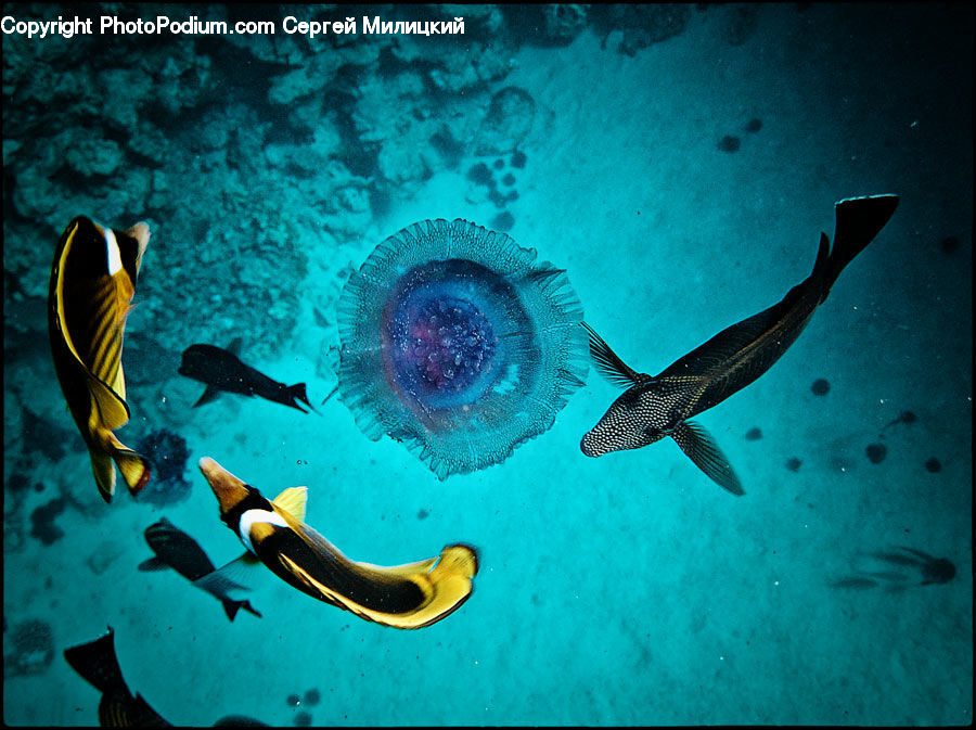 Coral Reef, Outdoors, Reef, Sea, Sea Life, Water
