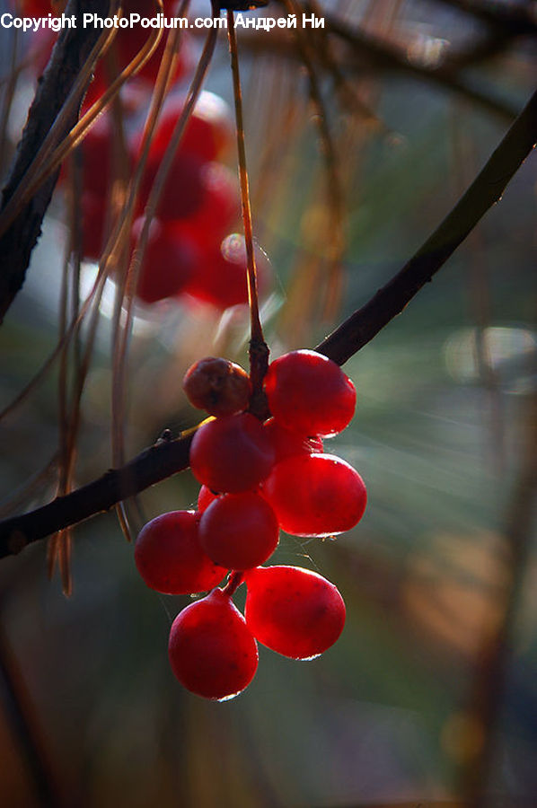 Fruit, Grapes, Cherry, Plant, Vine, Conifer, Fir