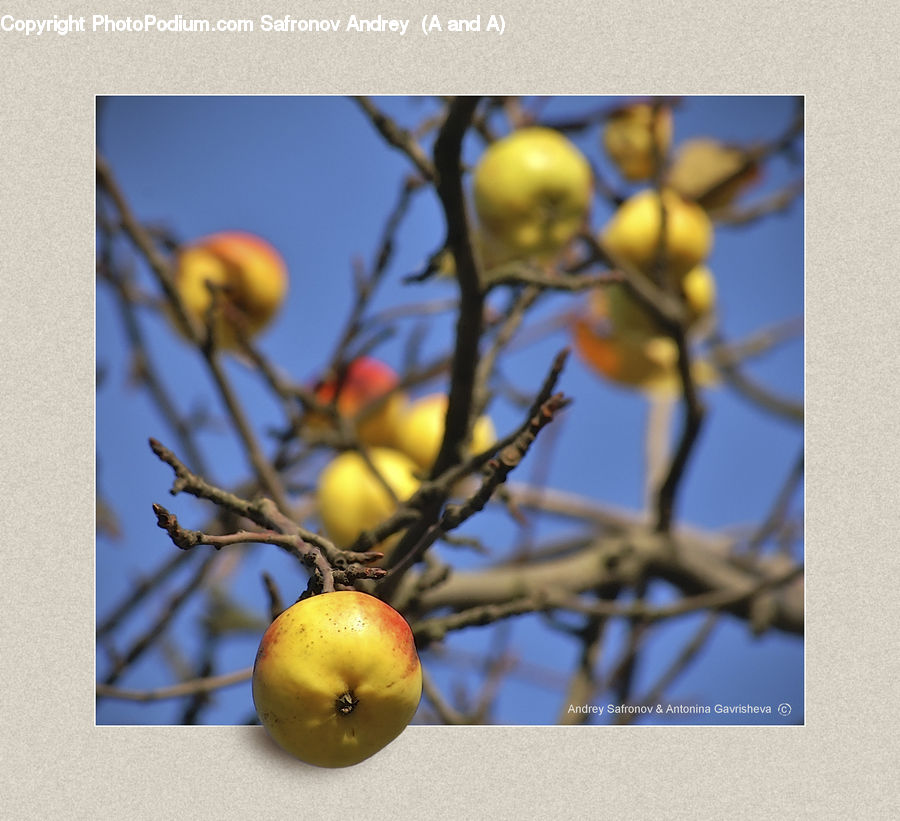 Apple, Fruit, Citrus Fruit, Orange, Collage, Poster, Grapefruit