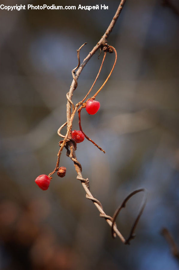Cherry, Fruit, Conifer, Fir, Plant, Tree, Blossom