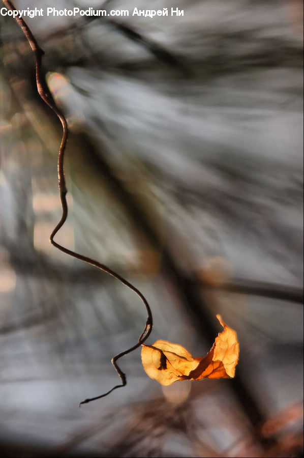Maple, Maple Leaf, Plant, Flare, Light, Sunlight, Leaf